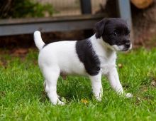 Lovely Jack Russell Terriers