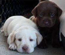 Pure Breed Labrador Retriever Puppies