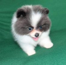 Purebred Pomeranian Puppies available