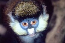 Small Rare Spot-Nosed Guenon monkey is 12 weeks old now.
