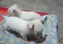 White Apple Head Chihuahua Puppies for Adoption