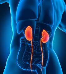 Chronic Kidney Disease Treatment Florence Image eClassifieds4u