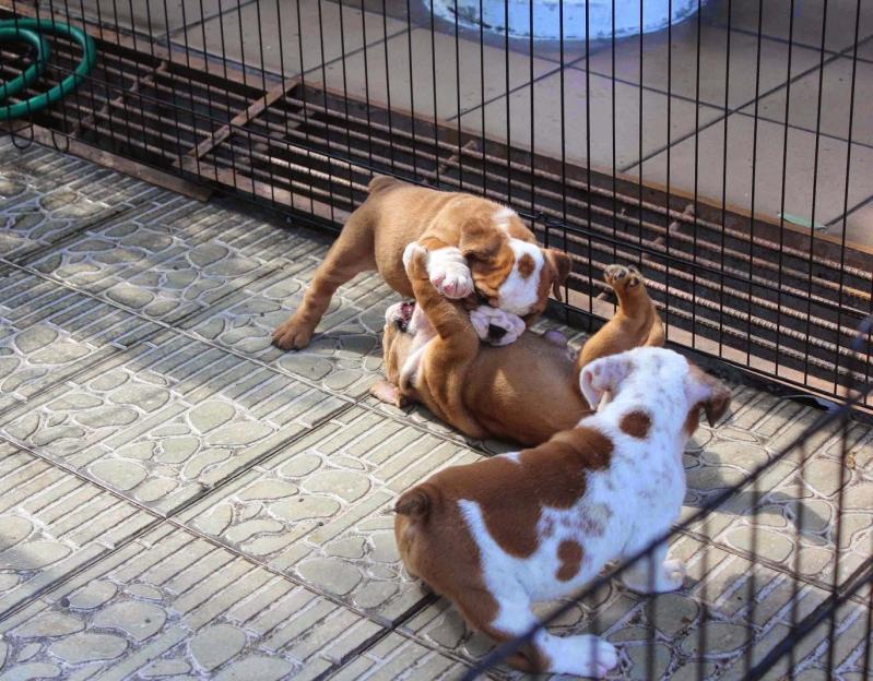 ENGLISH BULLDOG PUPPIES FOR SALE Image eClassifieds4u
