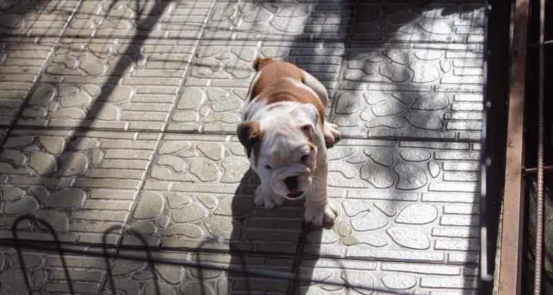 ENGLISH BULLDOG PUPPIES FOR SALE Image eClassifieds4u