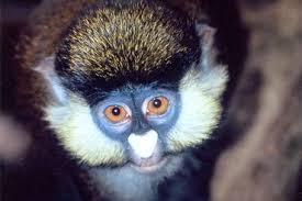 Female White Faced Rare Spot-Nosed Guenon monkeys for your family. Image eClassifieds4u