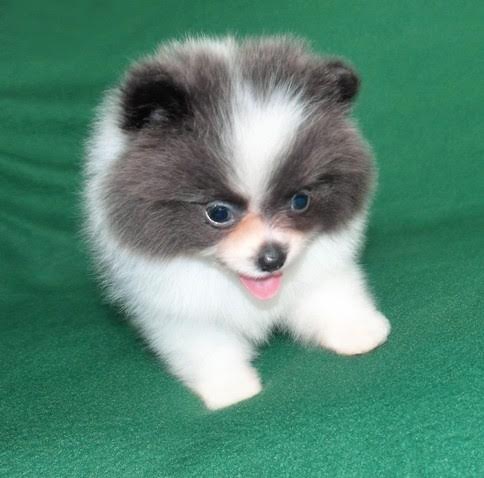 Healthy Home raised Pomeranian pups available Image eClassifieds4u