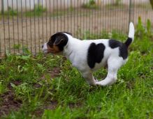 Cute and adorable Jack Russell pups for rehoming (240)X 408X5969 Image eClassifieds4U