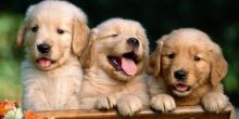 Golden Retriever Puppies for sale text 424-261-3140 Image eClassifieds4u 4
