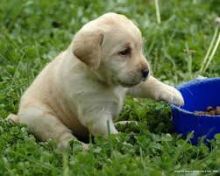 Lovely Golden Retriever Puppies. Image eClassifieds4U