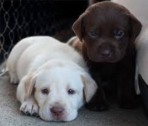 Pure Breed Labrador Retriever Puppies Image eClassifieds4u