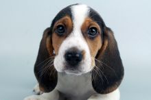 beagle puppies for sale