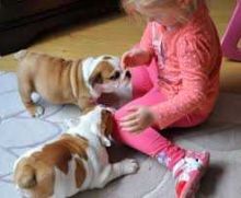 Beautiful Little English Bulldog Puppy