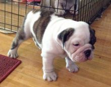 English Bulldog Puppies