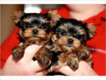 Loving Tea Cup Yorkie Puppies