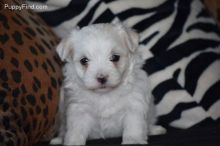 maltese puppies for sale