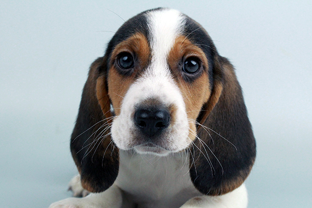 beagle puppies for sale Image eClassifieds4u