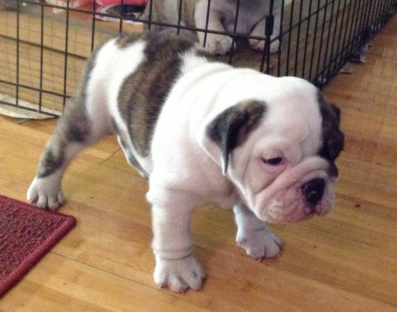 English Bulldog Puppies Image eClassifieds4u