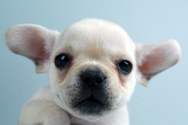 FRENCH BULLDOG PUPPIES FOR SALE Image eClassifieds4u