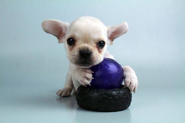 FRENCH BULLDOG PUPPIES FOR SALE Image eClassifieds4u