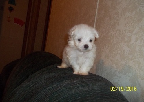 ••••••Gorgeous and lovely Teacup Maltese Puppies•••••• !~!@~!@~!@><><><><>!~ Image eClassifieds4u