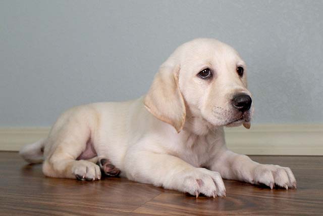 LABRADOR RETRIEVER PUPPS Image eClassifieds4u