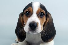 beagle puppies for sale Image eClassifieds4u 1