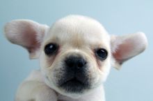 FRENCH BULLDOG PUPPIES FOR SALE Image eClassifieds4u 2