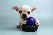 FRENCH BULLDOG PUPPIES FOR SALE Image eClassifieds4u 1