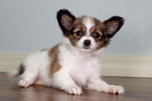 PAPILLON puppies for sale Image eClassifieds4u 2
