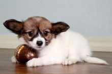 PAPILLON puppies for sale Image eClassifieds4u 3
