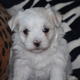 maltese puppies for sale Image eClassifieds4u