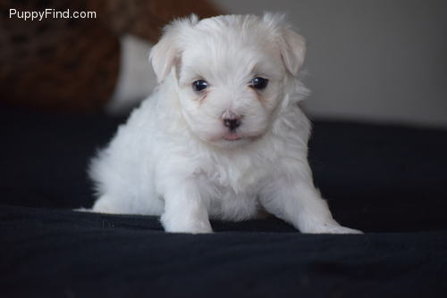 maltese puppies for sale Image eClassifieds4u