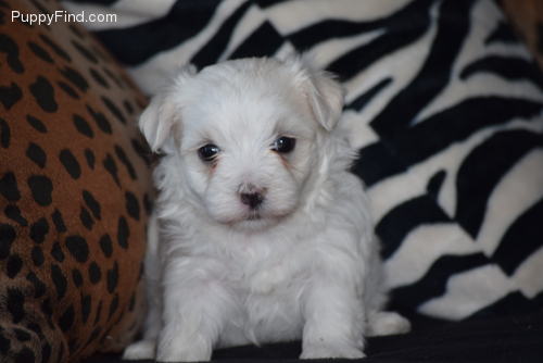 maltese puppies for sale Image eClassifieds4u