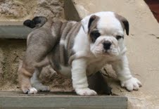 Nice English Bulldog Puppies Image eClassifieds4u