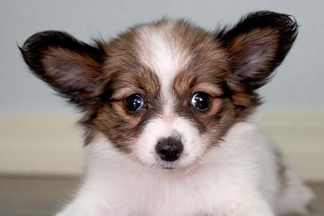 PAPILLON puppies for sale Image eClassifieds4u