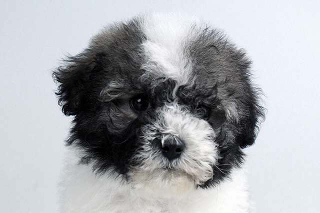 HAVANESE PUPPIES FOR SALE Image eClassifieds4u