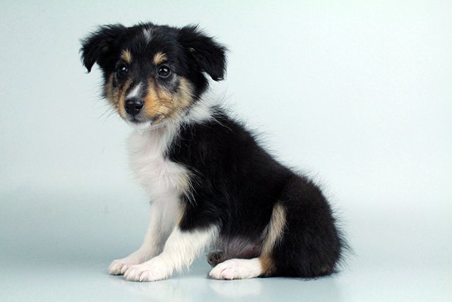 Shetland Sheepdog puppies for sale Image eClassifieds4u