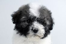 HAVANESE PUPPIES FOR SALE