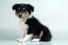 Shetland Sheepdog puppies for sale