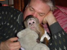3 months Old Capuchin Monkey for Sale (601) 617-1280
