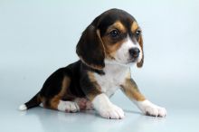 Beagle puppies for sale