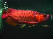 BUY PREMIUM QUALITY ASIAN AROWANA FISHES