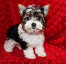Lovely Yorkshire Terrier puppy