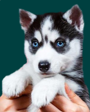 Pomsky Puppies