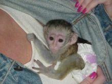 what a lovely pure home raised Capuchin monkey available (601) 617-1280