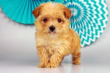 Yorkie poo puppies ready now