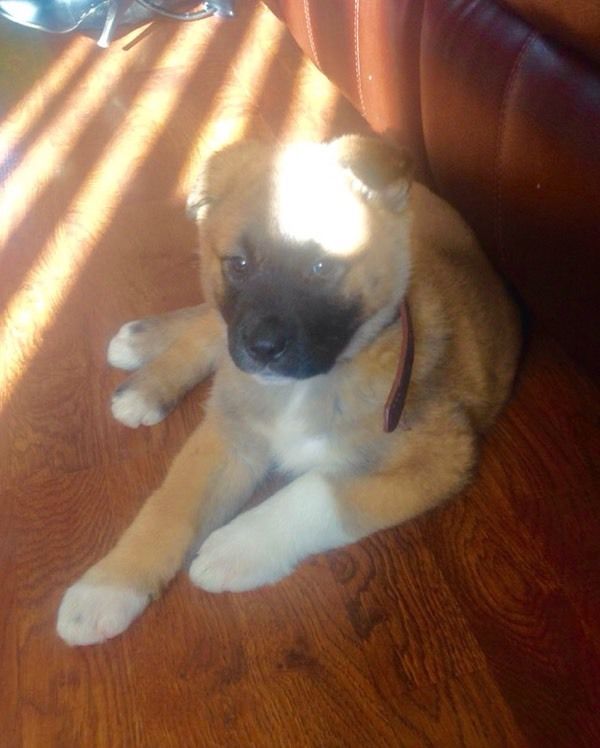 Akita puppies Image eClassifieds4u