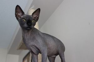 Beautiful Sphynx kittens Image eClassifieds4u