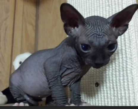 Beautiful Sphynx kittens Image eClassifieds4u