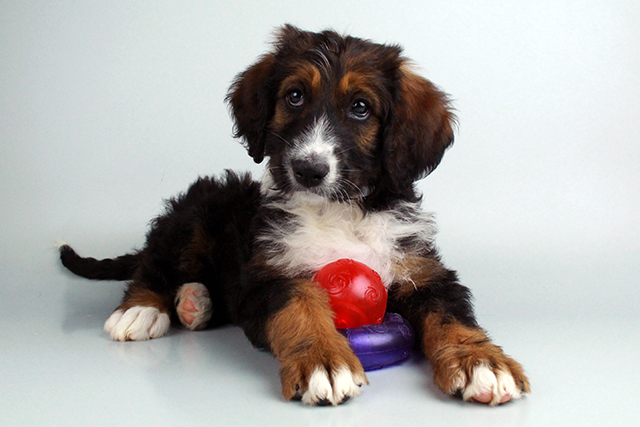 BERNADOODLE PUPPIES FOR SALE Image eClassifieds4u